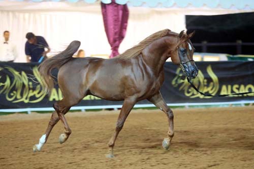 Fujairah Arabian Horse Show 2016